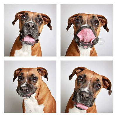 Photo booth dogs
