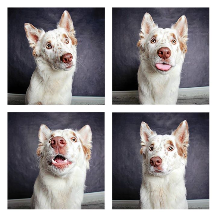 Photobooth dog portraits: Animal shelter's incredibly cute idea to help ...