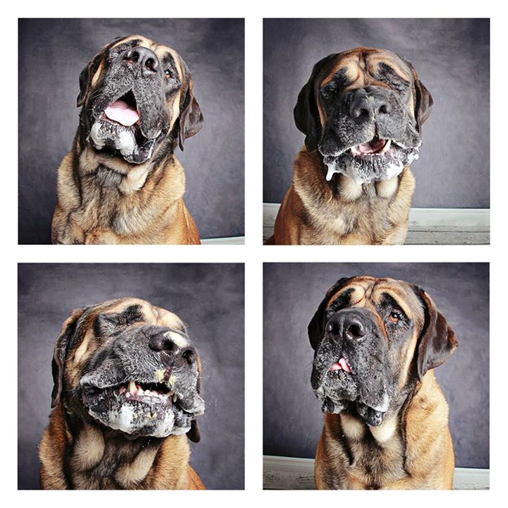 Photo booth dogs