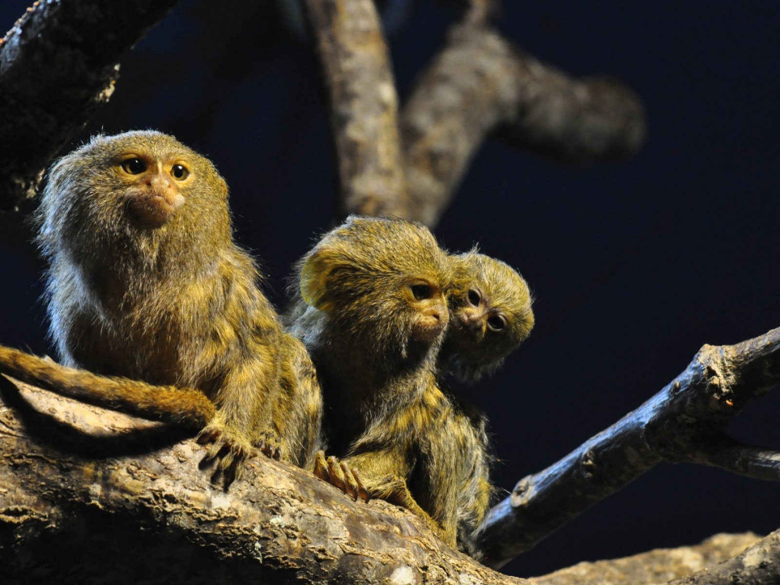 Marmoset monkeys Sweden Zoo