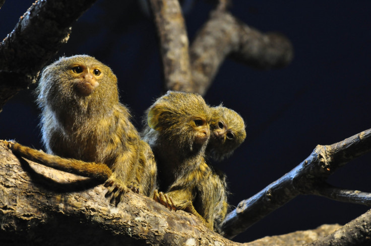 Marmoset monkeys Sweden Zoo