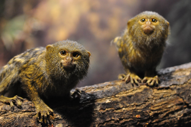 pygmy marmoset monkey