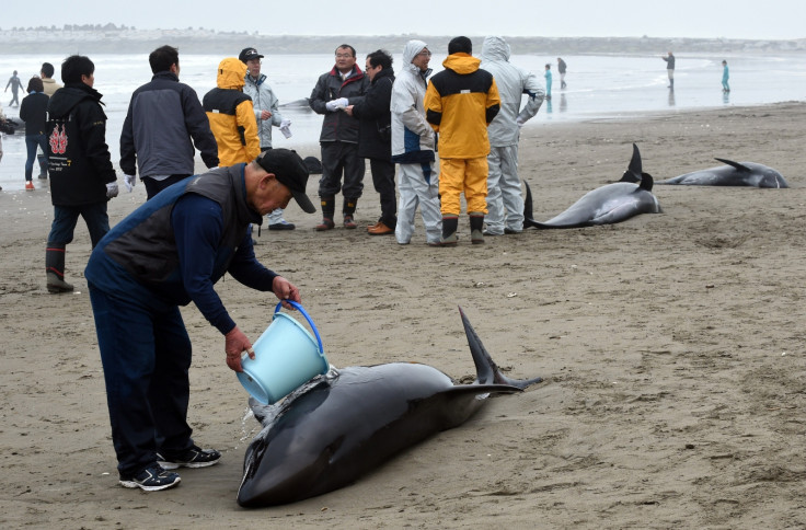 beached dolphins