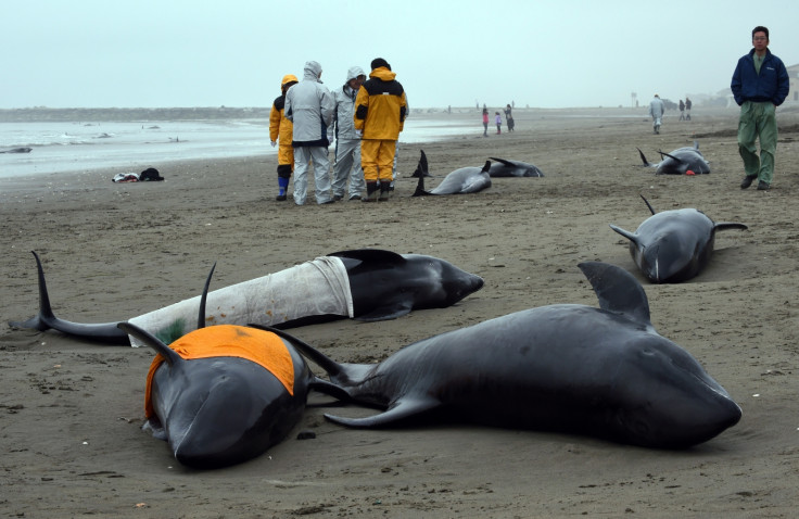 beached dolphins