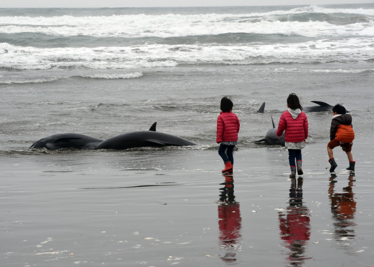 beached dolphins