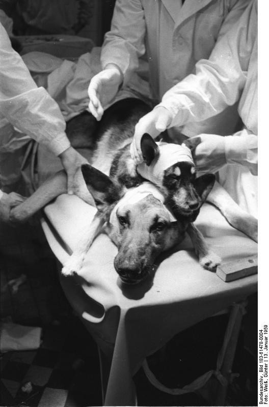 Dog head transplant Russia