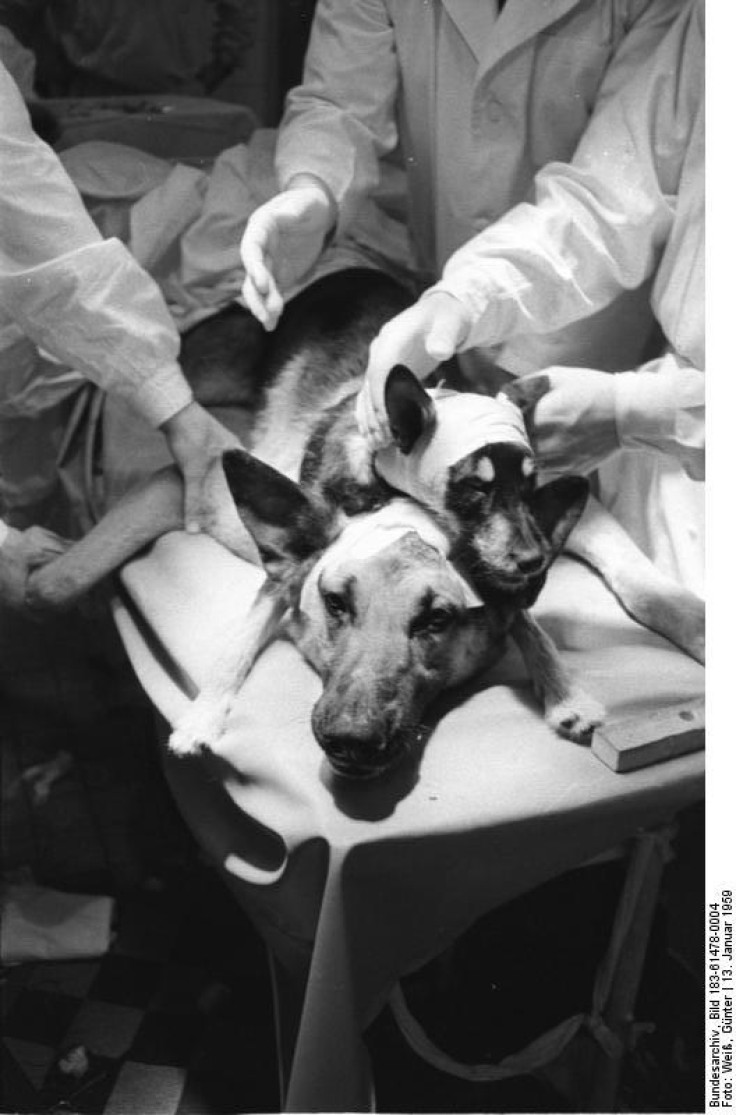Dog head transplant Russia