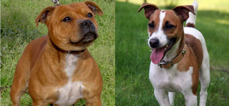 Staffordshire Bull Terrier and Jack Russell Terrier