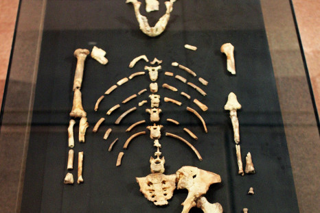 lucy skeleton