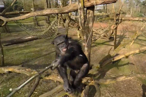 Chimpanzee knocks drone out of air