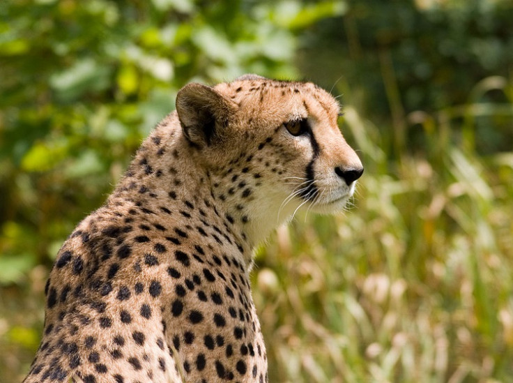 cheetah