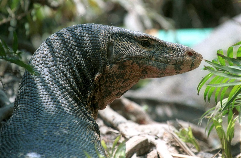 Cat-eating Nile Monitor Lizards creating havoc in Florida