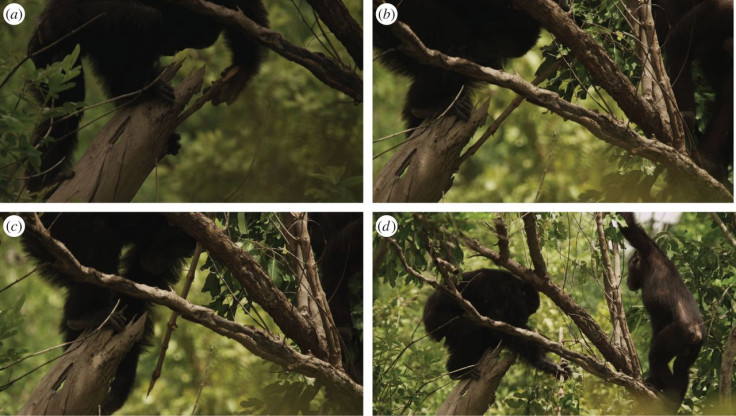 female chimp hunting