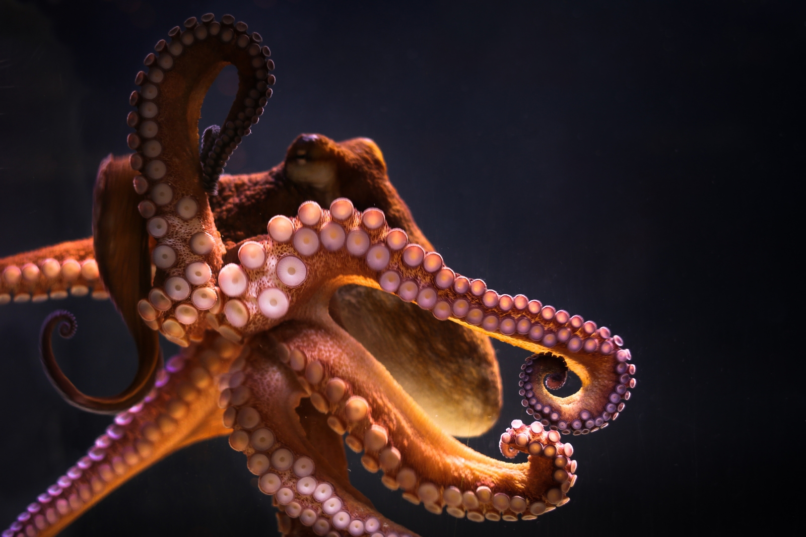 How do octopuses control their eight arms all at once?