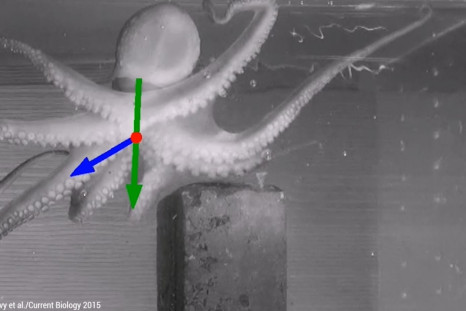 octopuses control their arms