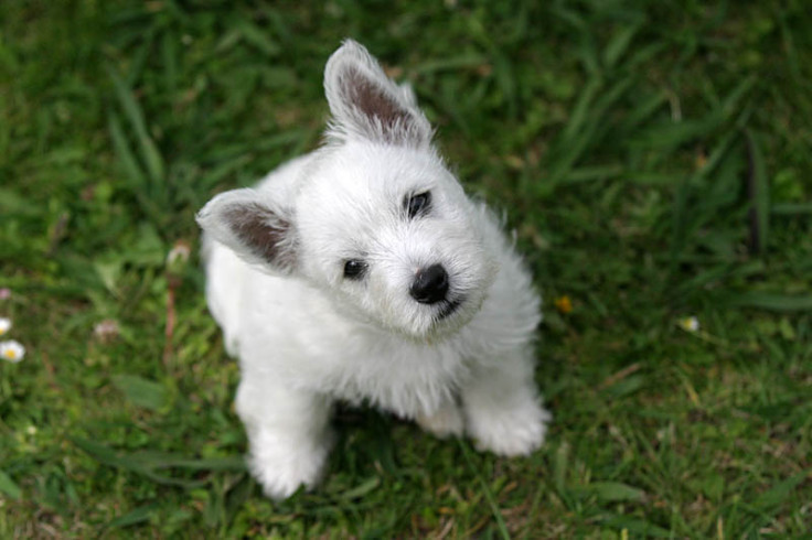west highland terrier puppy