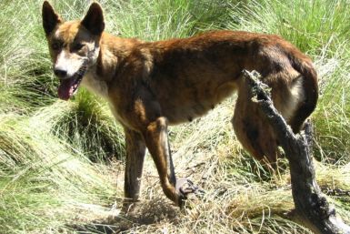 A wild dog, also known as a dingo, is seen caught in a trap in the Namadgi National Park, located south of Canberra, in this handout photo taken December 2004. Dingoes are part dog, part wolf, a last remnant of Asia's ancestor to modern dogs. PHOTO: REUTE