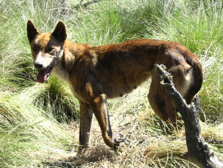 A wild dog, also known as a dingo, is seen caught in a trap in the Namadgi National Park, located south of Canberra, in this handout photo taken December 2004. Dingoes are part dog, part wolf, a last remnant of Asia's ancestor to modern dogs. PHOTO: REUTE