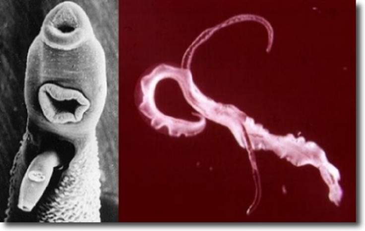 Trematode parasites live in fish guts