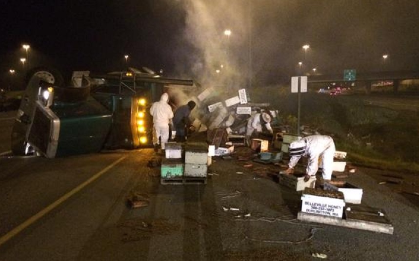 Angry bees! Millions of bees spill across Seattle highway after truck ...