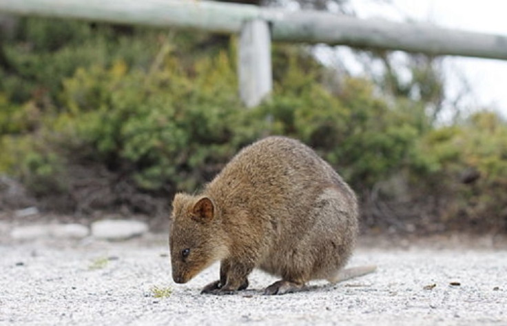 quokka