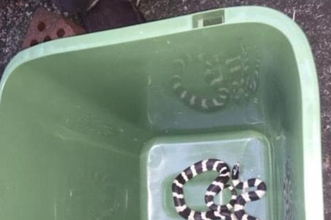 Snake found in oven