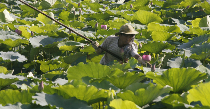 Lotus leaves