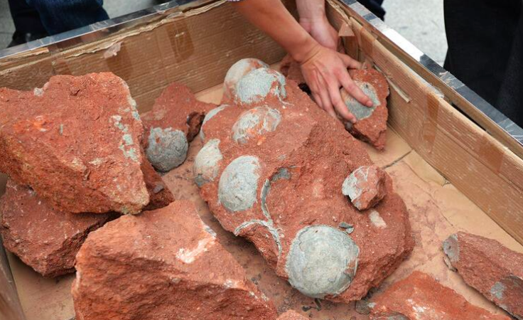 Dinosaur eggs