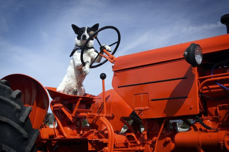 Dog 'drives' tractor onto M74