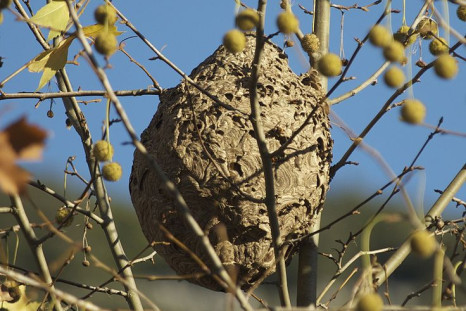killer asian hornet nest