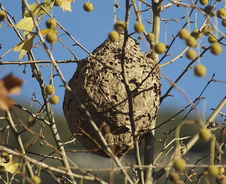 killer asian hornet nest