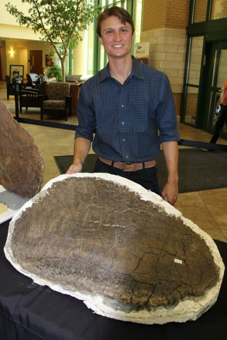 Stegosaurus male and female