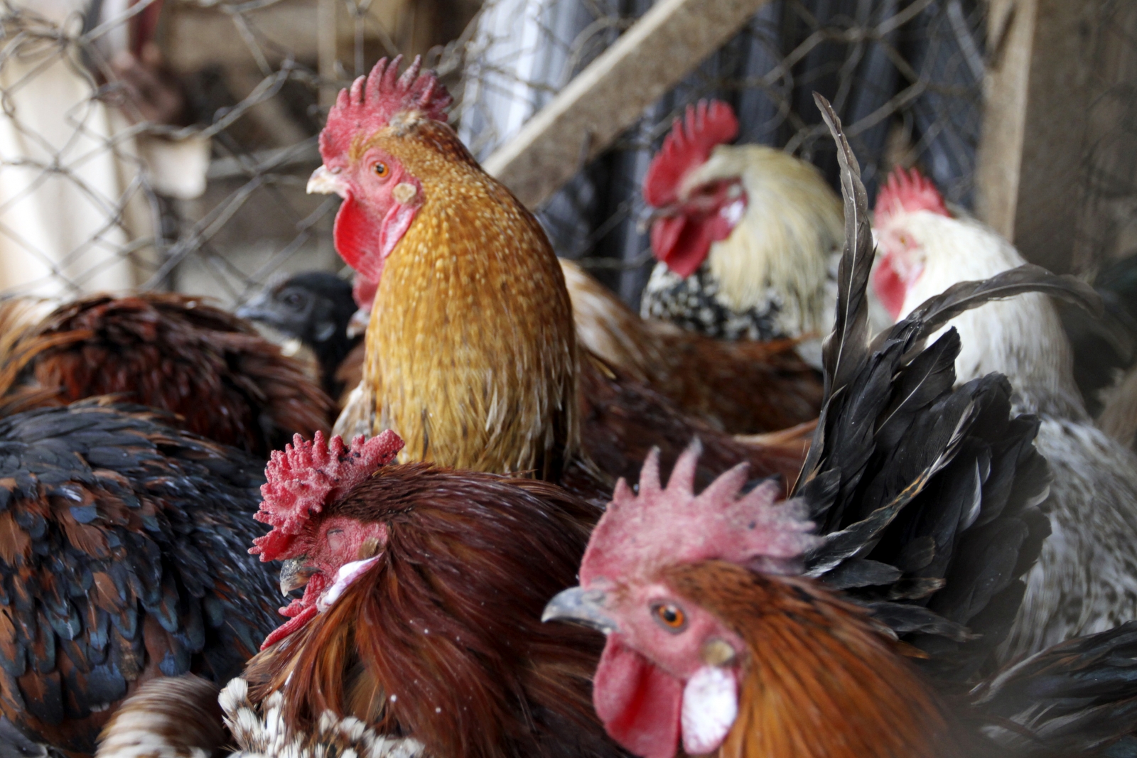 170,000 birds culled in Lancaster poultry farm on avian flu suspicion