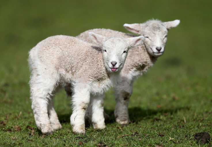 lambs