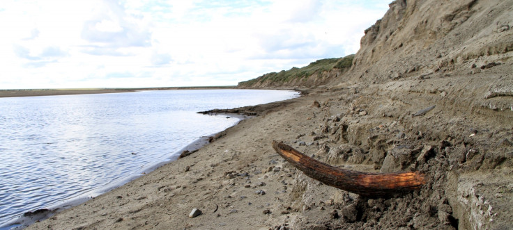 woolly mammoth tusk