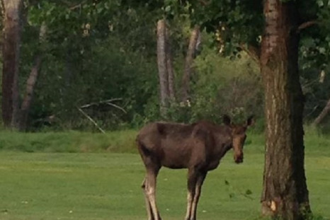 Moose on the loose in Boise