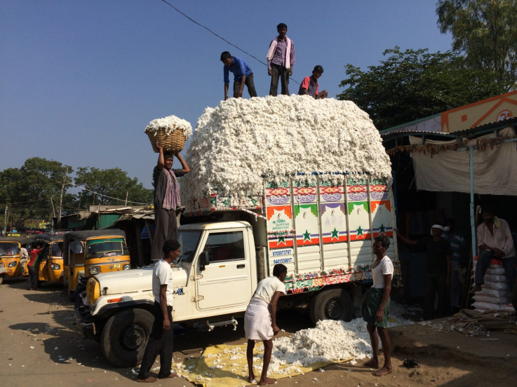 Loading cotton in Telengana