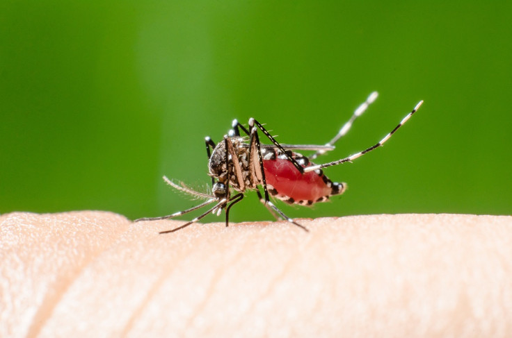 Malaria mosquito