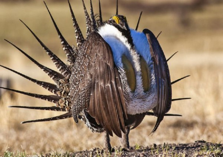 Greater Sage Grouse in danger