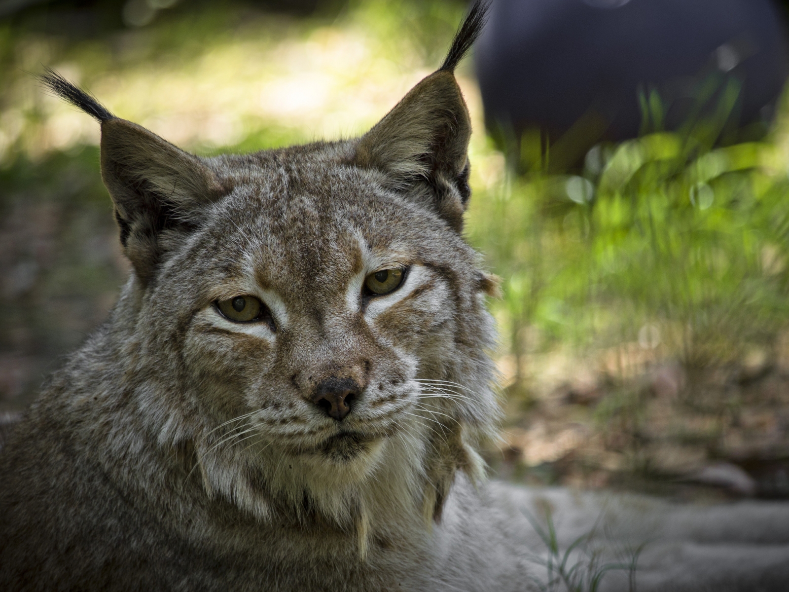 Lynx back in UK: 90% of public supports reintroduction of 