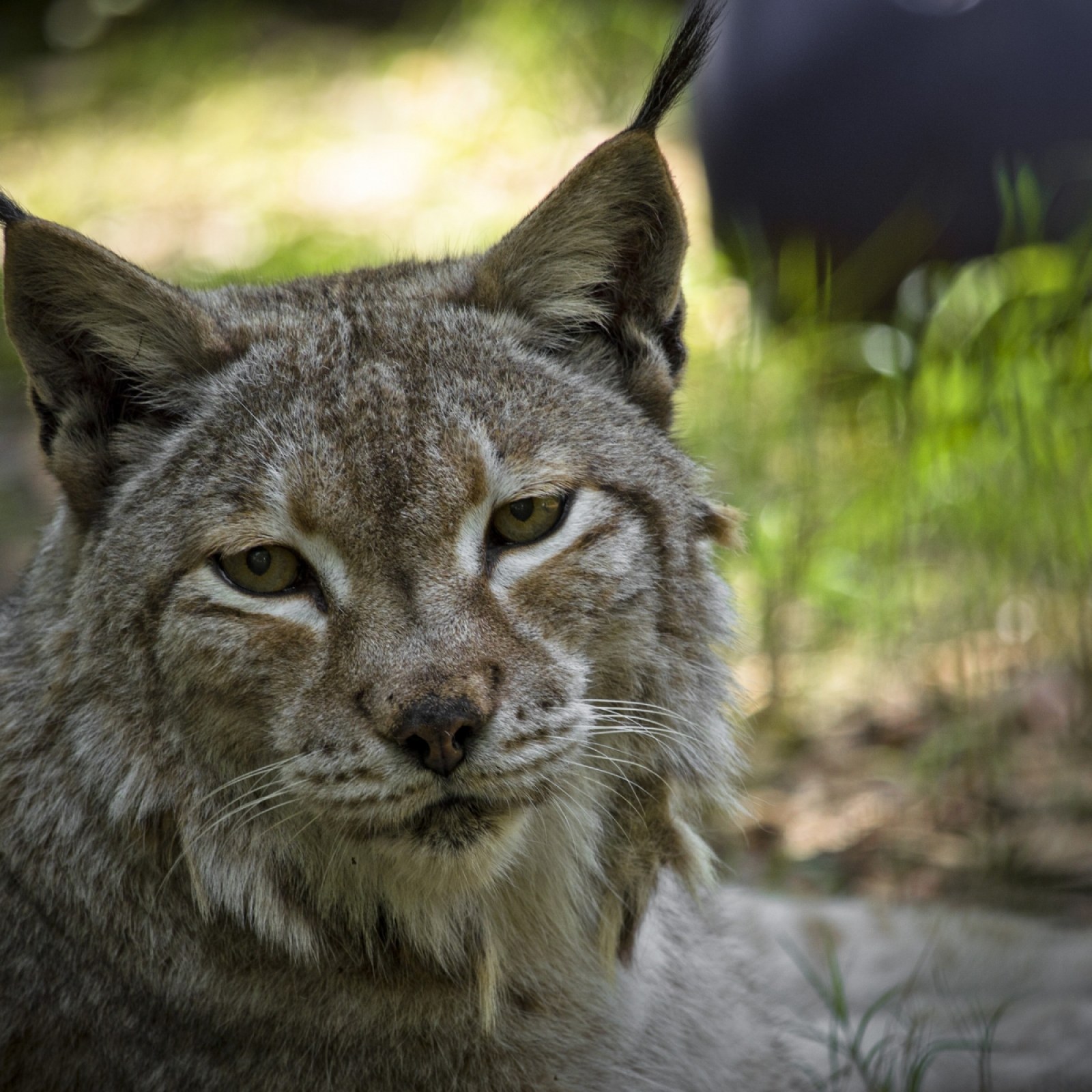 Lynx back in UK: 90% of public supports reintroduction of big cat to wild
