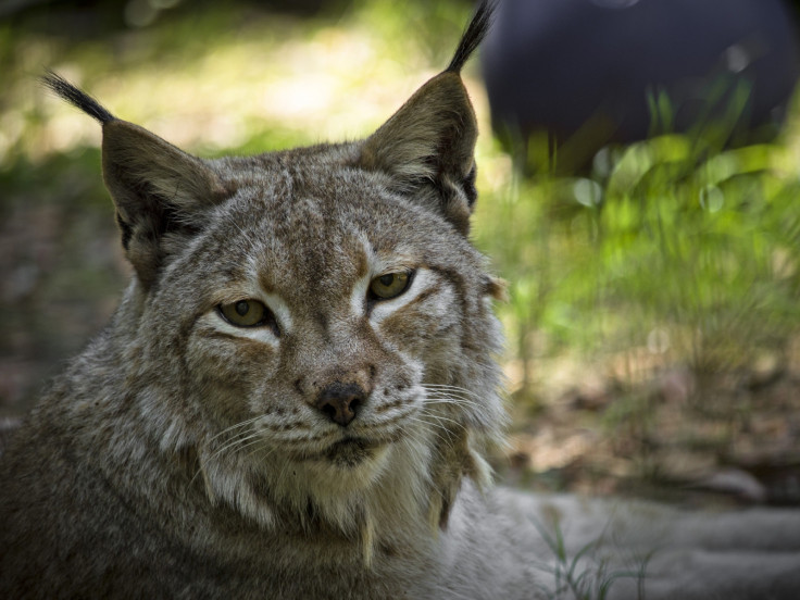 lynx in uk