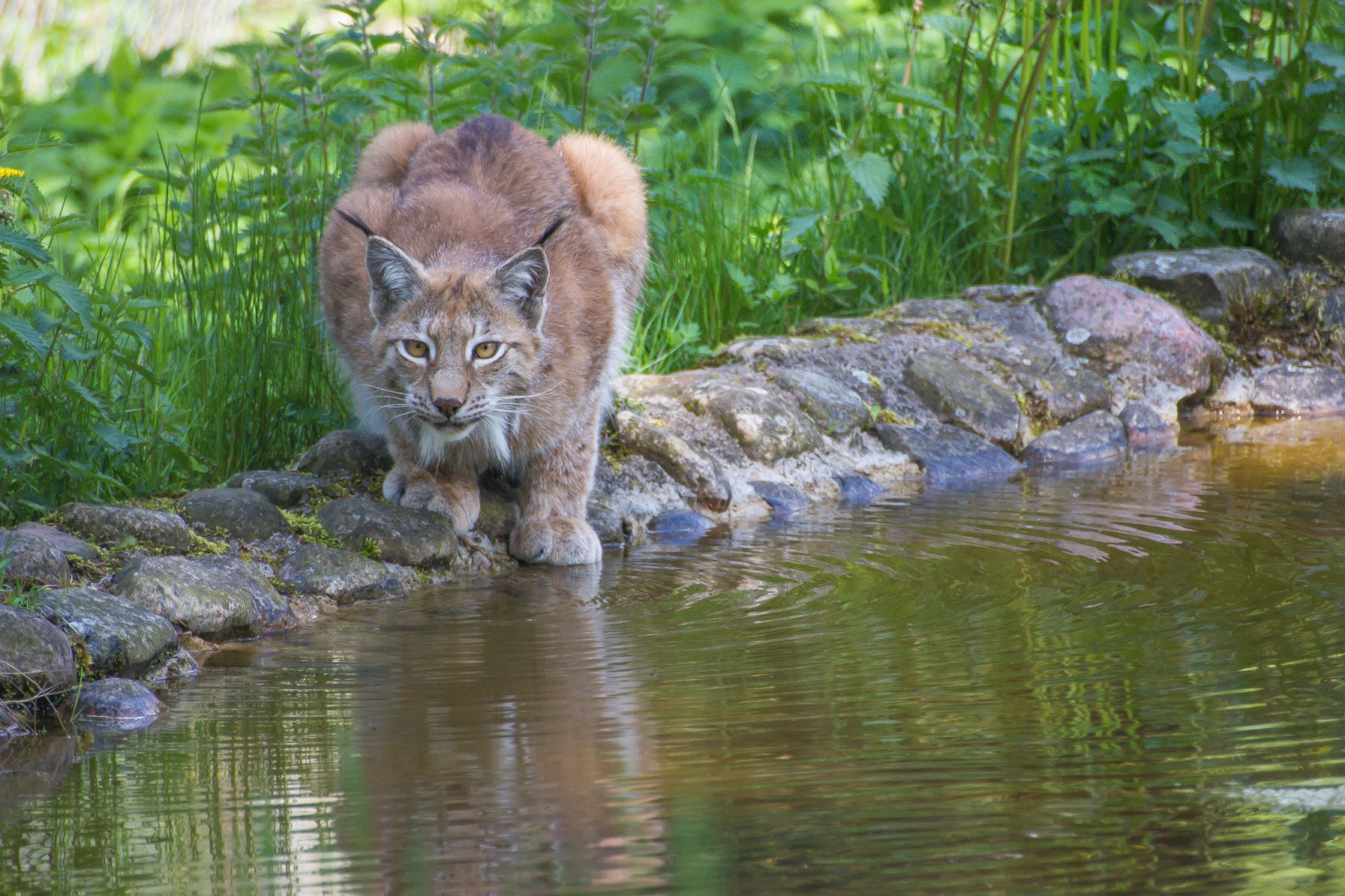 Lynx and other native big cats to be reintroduced to ...