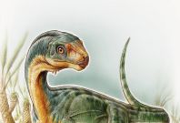 Chilesaurus dinosaur