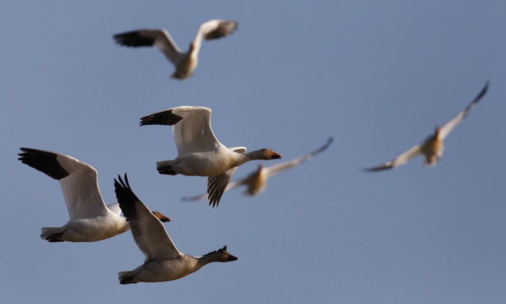 Migrating birds in North America