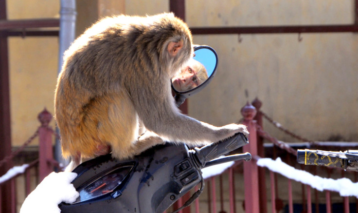 Shimla monkey