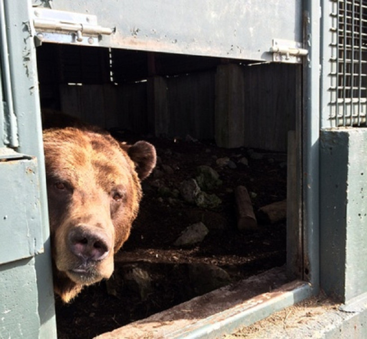 Grouse Mountain grizzly bears