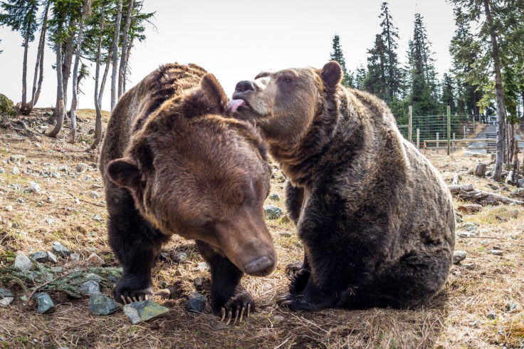 grizzly bear hibernation