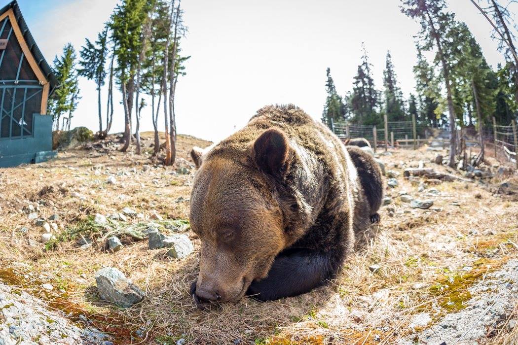 Canada Warm weather brings groggy grizzly bears out of hibernation [Photos]