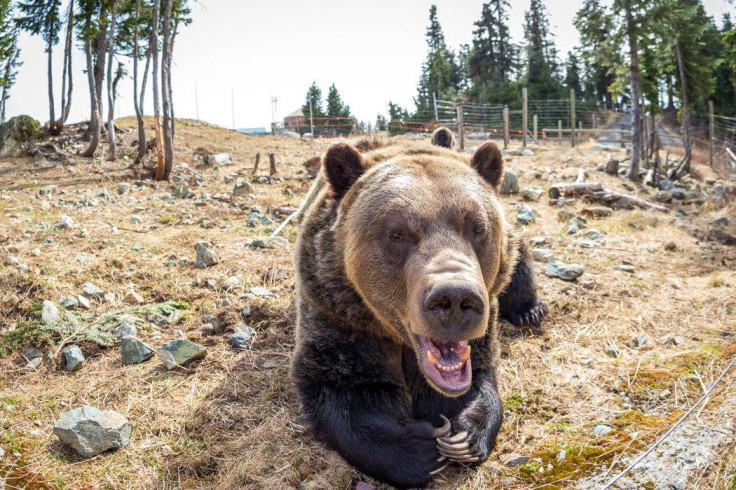 grizzly bear hibernation